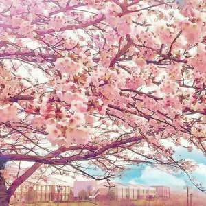 ❌❌❌❌日本人毛片
